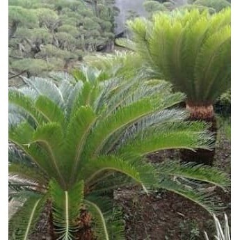 

Tanaman Hias Pohon Palem Sikas Tinggi Satu Meter