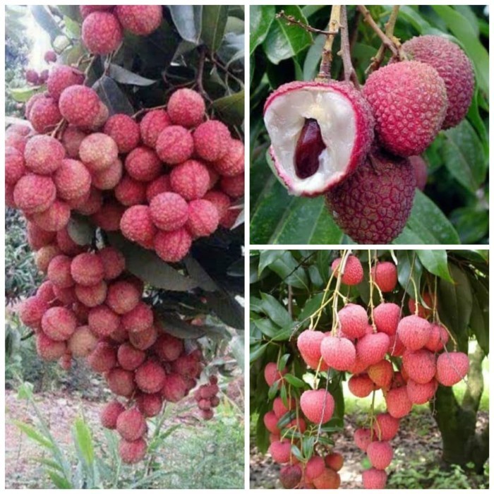 

Bibit Leci Com Unggul Dan Berkuwalitas