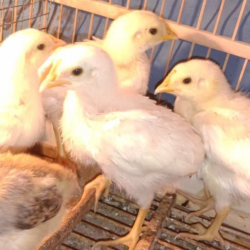 DOC JANTAN BEKISAR PUTIH TRAH MULUS MULUS.