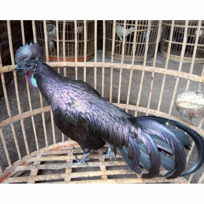 Bekisar Cemani Mulus plus