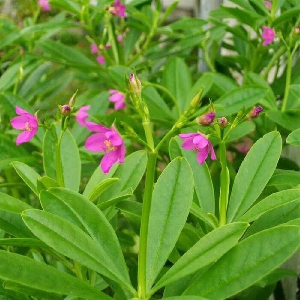 Victory Seed Daun Ginseng Jawa Herbal Kering (Isi 25 Lembar)