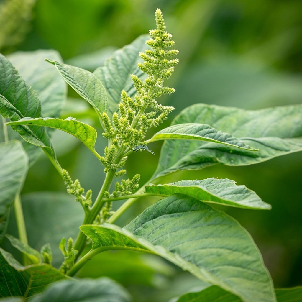 Victory Seed Bibit Benih Bayam Potong (Isi 100 Biji)