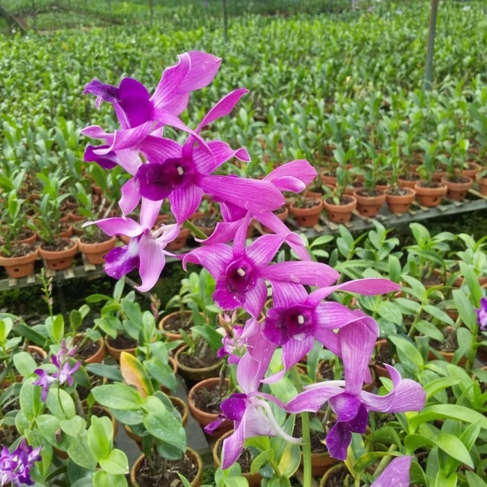 

Anggrek Dendrobium Caesar Red X Caesar Warawan Dewasa.Spikeknop 1Pot