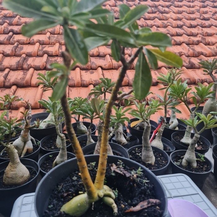 

Adenium Cuting Tongkat Dewa Size Medium