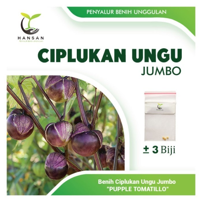 3 Benih Ciplukan Ungu Jumbo Super Bibit Buah Ciplukan Purple Tomatillo TOP