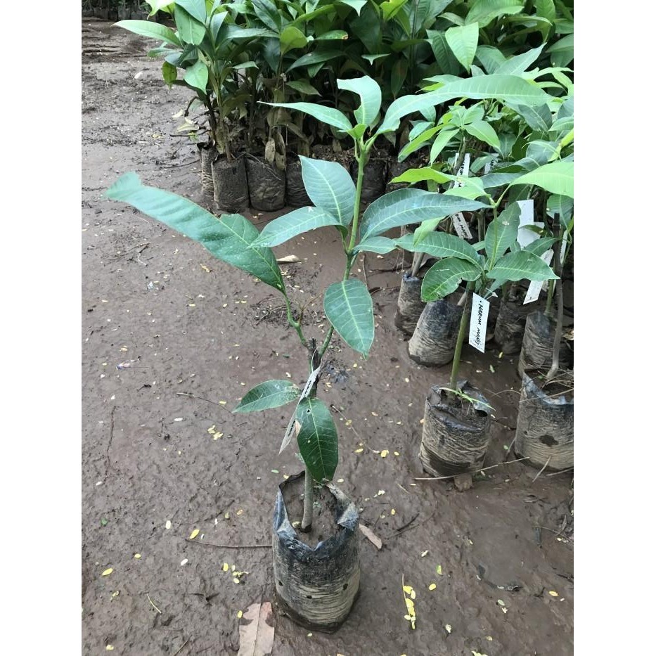 

Promo 4 Tanaman Buah. Jeruk, Jambu, Surikaya, Mangga - (X-Green) Best Seller