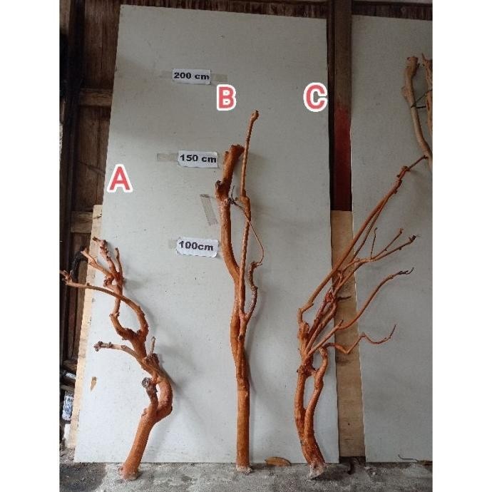 Sale Pohon Hias Dekorasi Batang Kayu Lamtoro Kering Hiasan Ruang Tamu