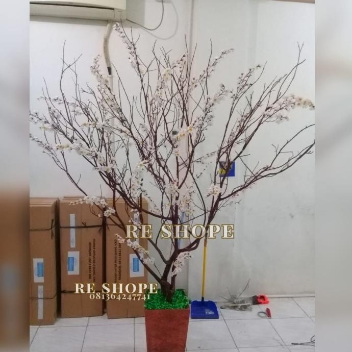 Harga Ranting Pohon Sakura Terbaru Mei 2026 | BigGo Indonesia