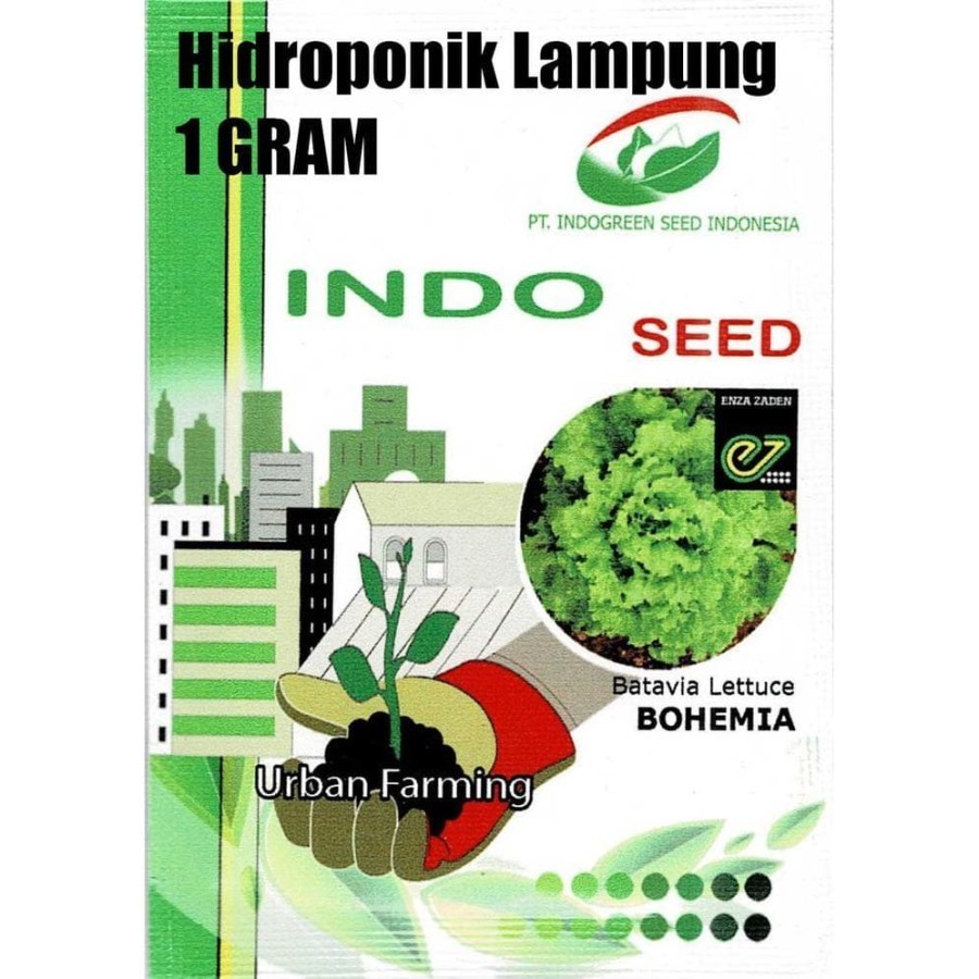 BENIH BIBIT SELADA LETTUCE BOHEMIA ENZA ZADEN INDO SEED 1 GR