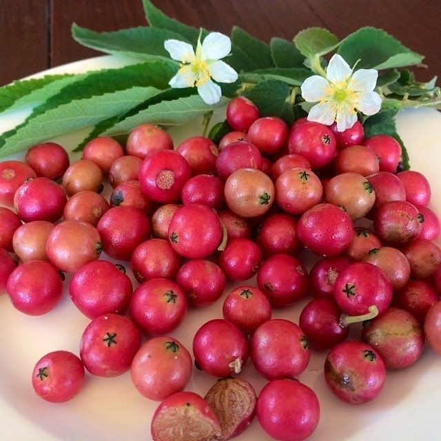 Gratis Bonus - 500 Bibit Benih Buah Kersen