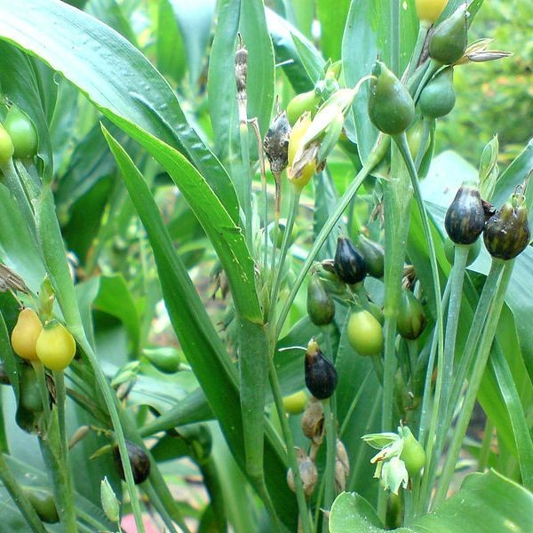 Gratis Bonus - 5 Gram Bibit Benih Hanjeli