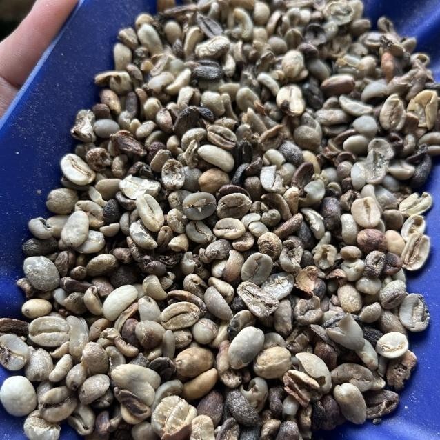 

Baru Green Beans Arabika Gayo Sumatra Komersil Kopi Susu Kode Ql 194