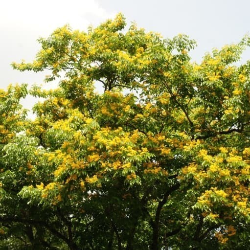 Flash Sale - Bibit Benih Bunga Angsana - 2 Biji