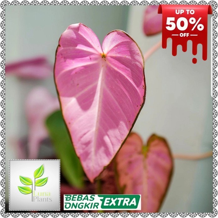 Tanaman Hias Philodendron Mican Pink - Philodendron Mican Pink