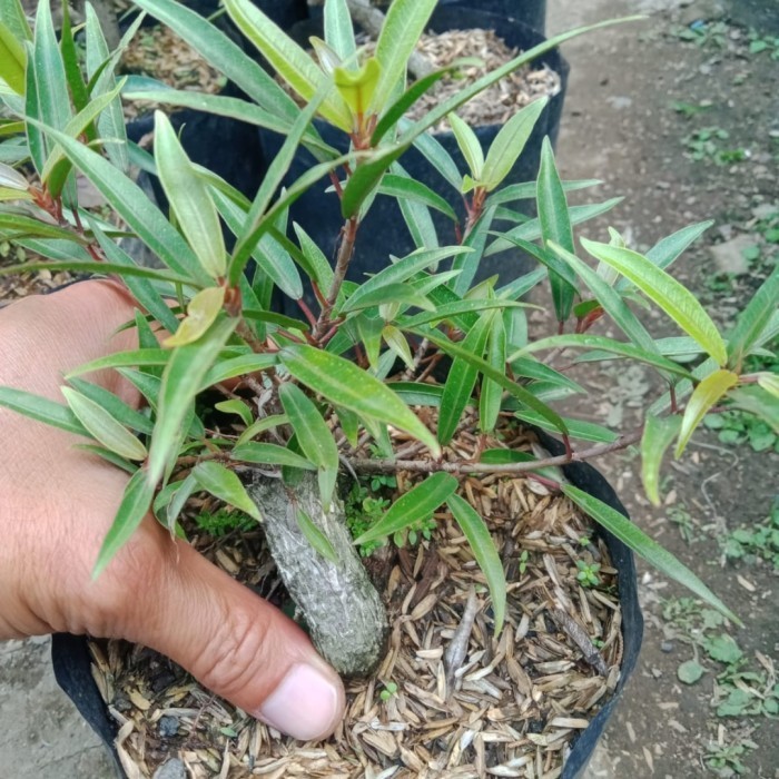 Bahan Bonsai Ficus California/ Tanaman Beringin Kalifornia