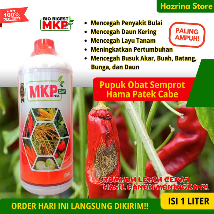 Pupuk Obat Semprot Hama Patek Bercak Busuk Daun Buah Cabe Poc Cabe