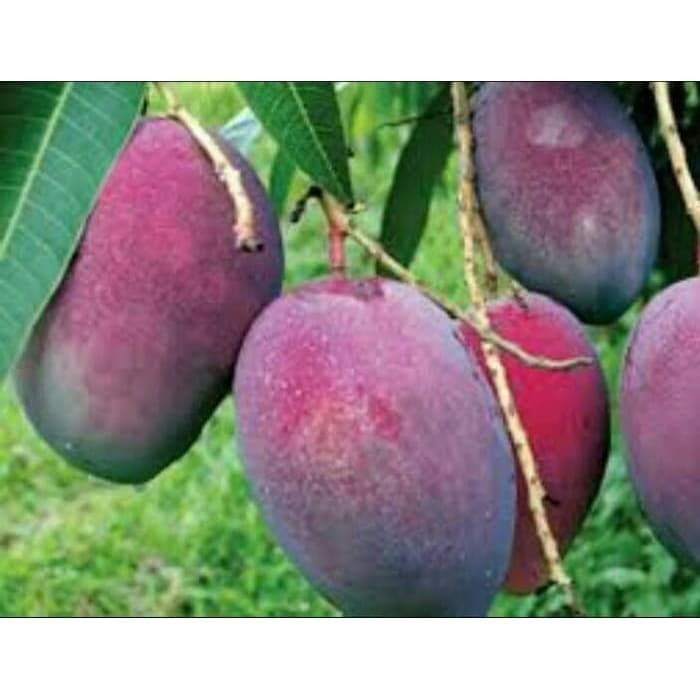 BIBIT POHON MANGGA IRWIN