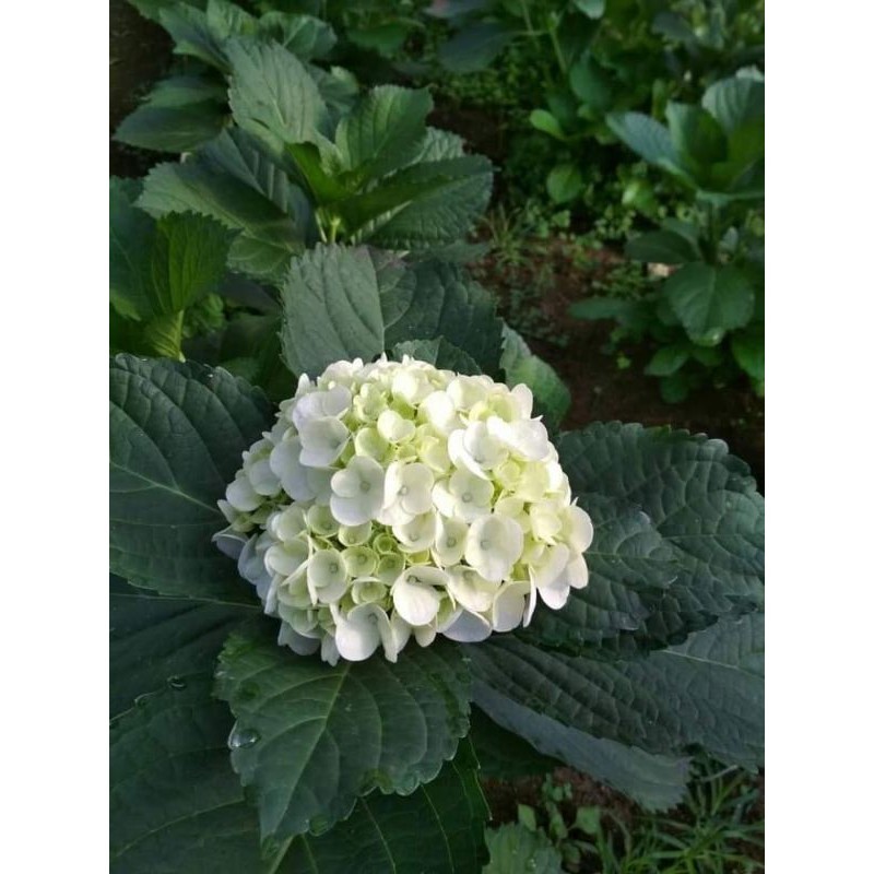 hydrangea putih salju impor