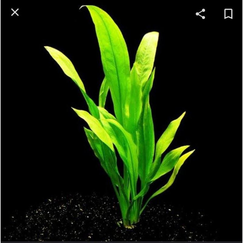 echinodorus Amazon sword