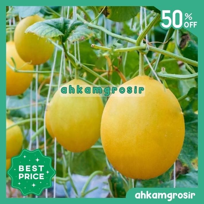 BENIH MELON GOLDEN LUNA 20 GRAM - KNOWN YOU SEED TERBAIK