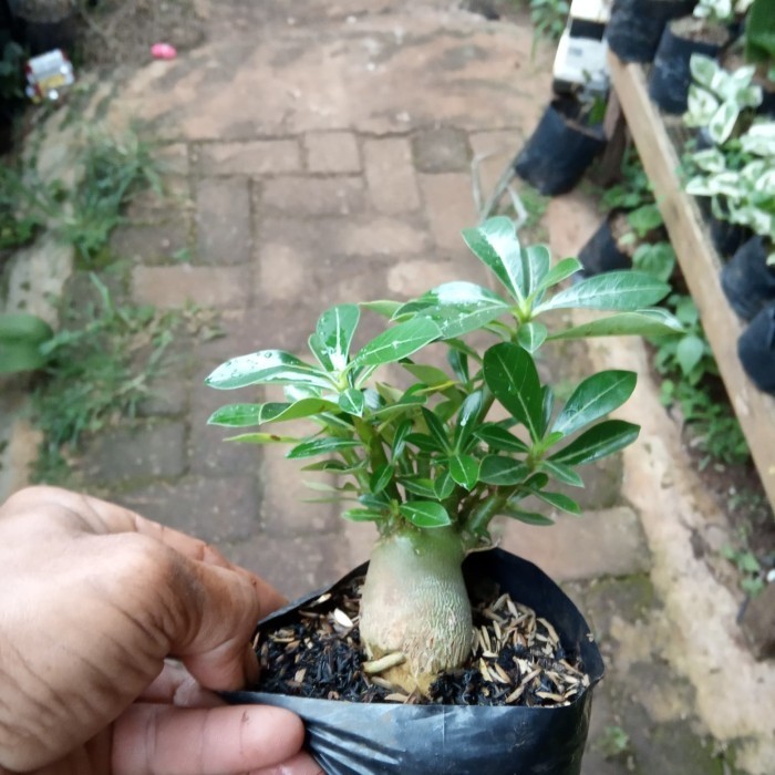Ready Bonsai Adenium Arabicum-Bibit Tanaman Bonsai Adenium Arabicum Pangkaljaya.Olshop