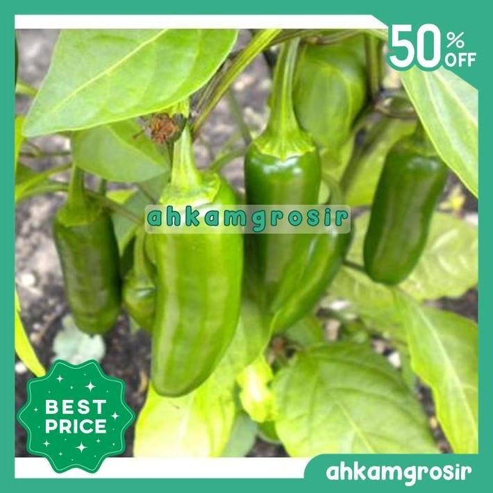 BENIH CABAI JALAPENO FANATIC - KNOWN YOU SEED (KEMASAN KECIL 1 GR) TERBARU