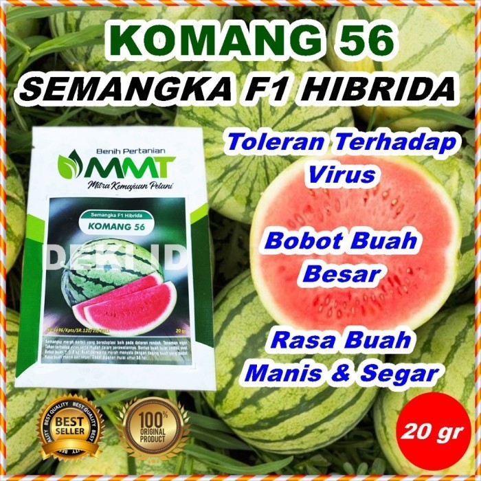 Benih Semangka Komang 56 Merah F1 Hibrida 20 Gram Bibit Unggul MMT