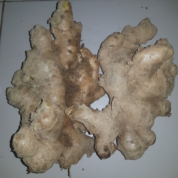 

Jahe Gajah Segar Super 1Kg