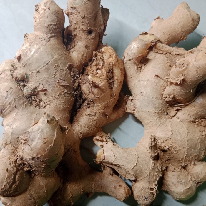 

Jahe Gajah Segar 1Kg