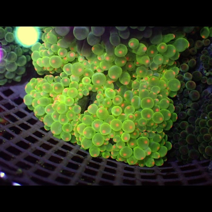 

Bubble tip anemone