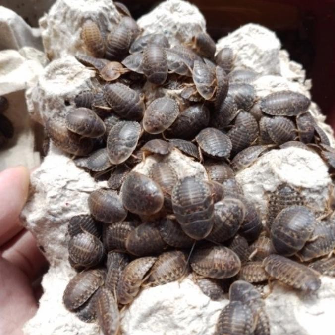 kecoa dubia 1cm 300 ekor pakan reptil gecko bearded dragon arwana GS