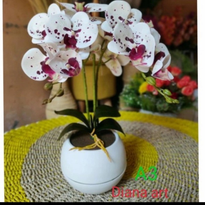 Anggrek Jumbo Latex#Anggrek Bulan Latex#Anggrek Hias#Bunga Anggrek#