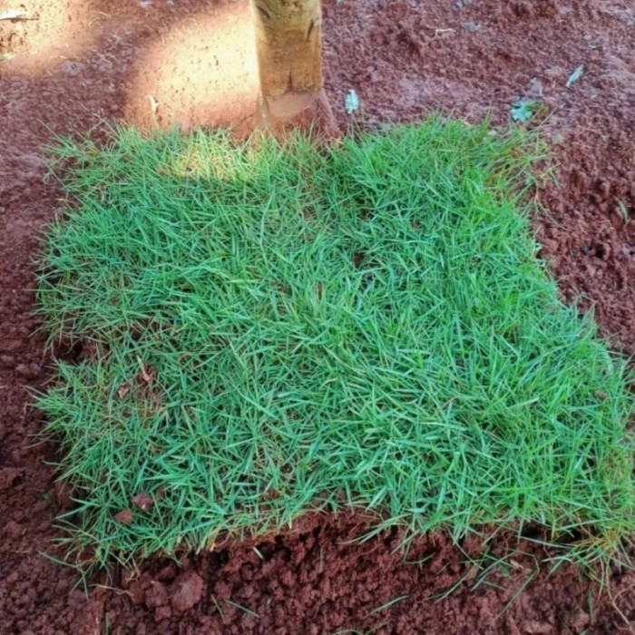 Paket Rumput Jepang Untuk 2 Makam