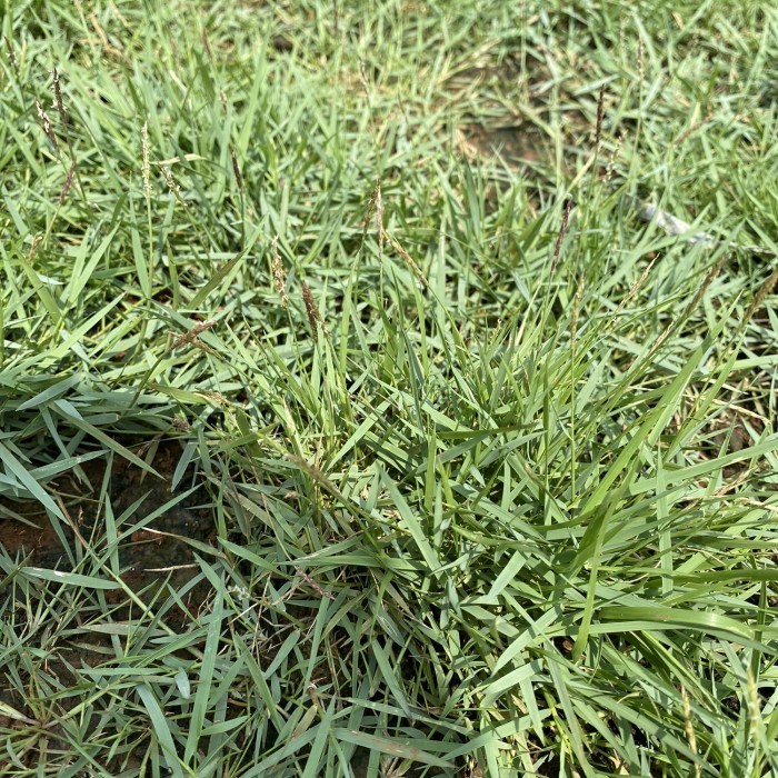 Rumput Peking / Rumput Jepang 1 Meter Persegi