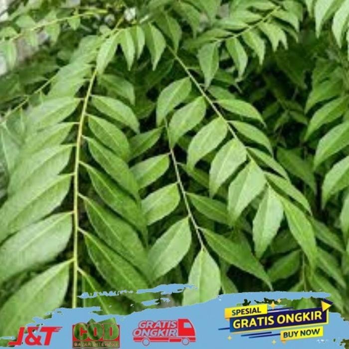 

NEW ARRIVAL DAUN KARI SALAM KOJA SEGAR 15 TANGKAI NEW ARRIVAL