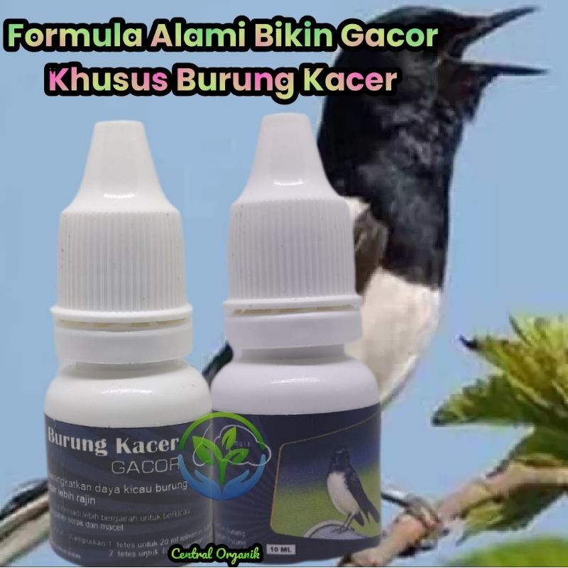 Obat Alami Super Gacor Khusus Kacer