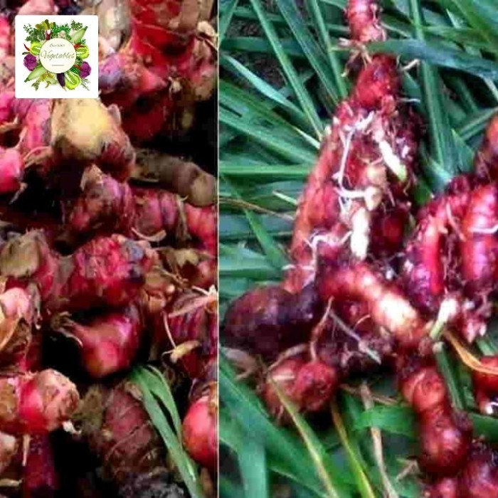 

Jahe Merah Fresh 1Kg