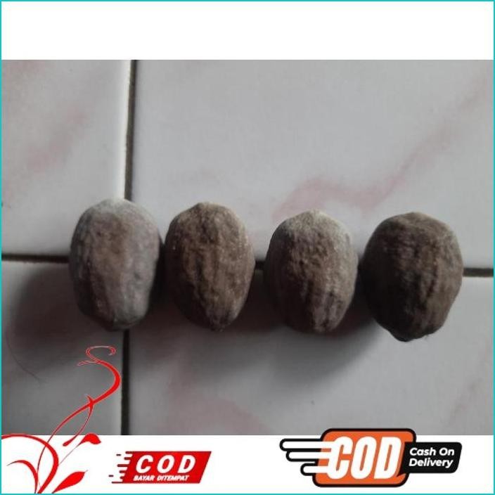 TERLARIS KEMIRI / MUNCANG ADU JENIS ANAK 4G, ANAK PAIT & MAYIT KESENIAN