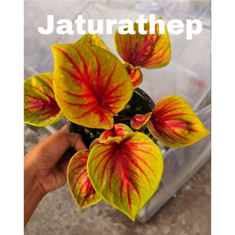 Tanaman Hias Keladi Jathulatrep Bunga Hias Keladi Caladium Anakan Murah BUKAN BONGGOL Tanaman Hidup 