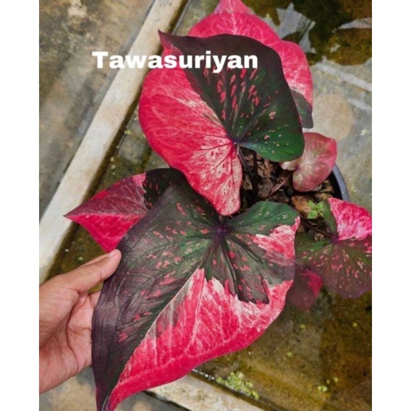 Tanaman Hias Keladi Tawasuriyan Bunga Hias Keladi Caladium Anakan Murah BUKAN BONGGOL Tanaman Hidup 