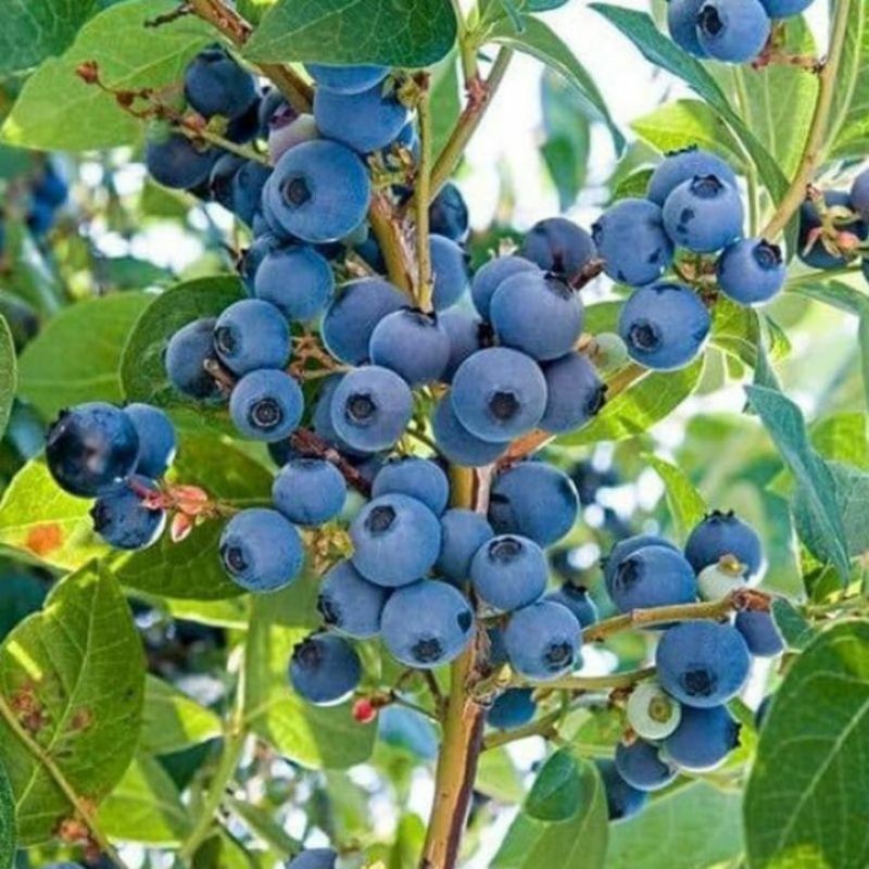 bibit blueberry hasil cangkok indukan sendiri cepat berbunga berbuah
