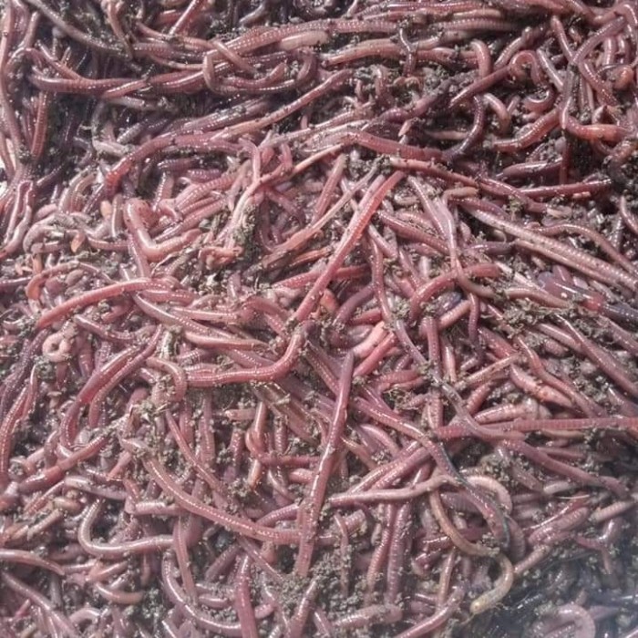 Terlaris Cacing Tanah Cacing Merah Anc Pakan Ikan Burung Dan Umpan Mancing 1 Kg