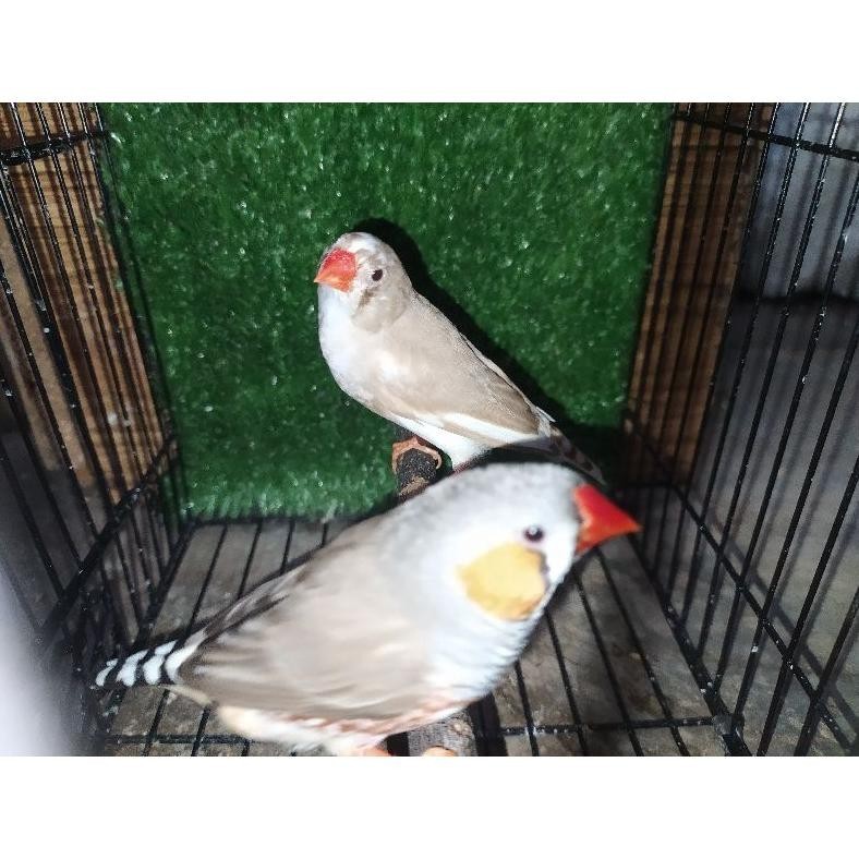 Terbaru Sepasang burung Zebra finch ternakan size medium