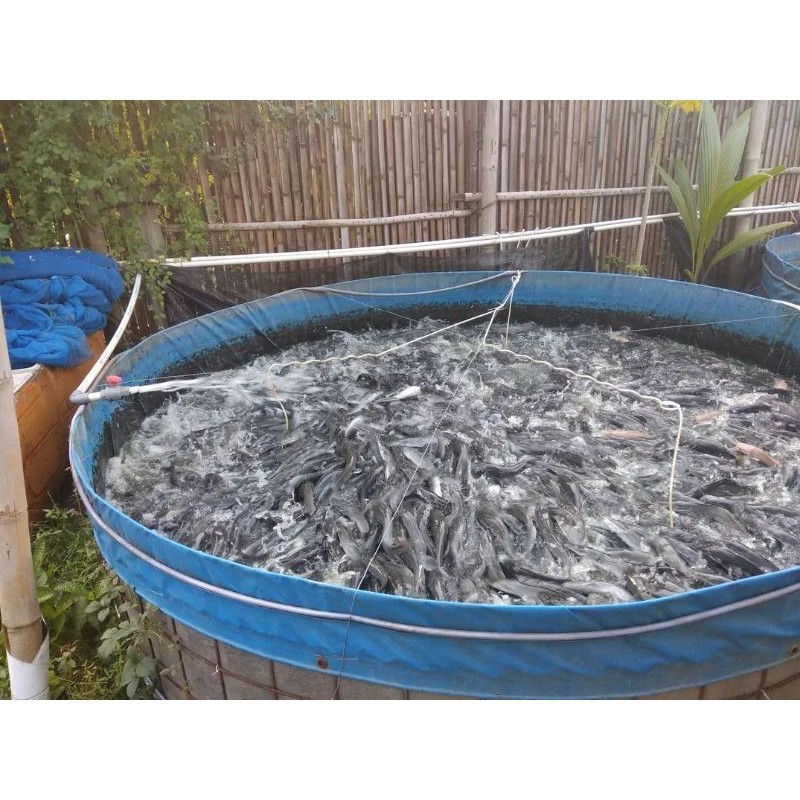 

lele segar 500gr