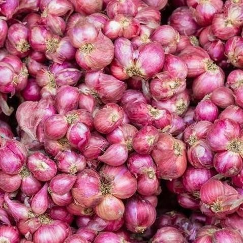 

TERMURAH Bawang Merah Besar 150 Gr | Sedang 200 Gr | Kecil 350 Gr Kering - BAGUS