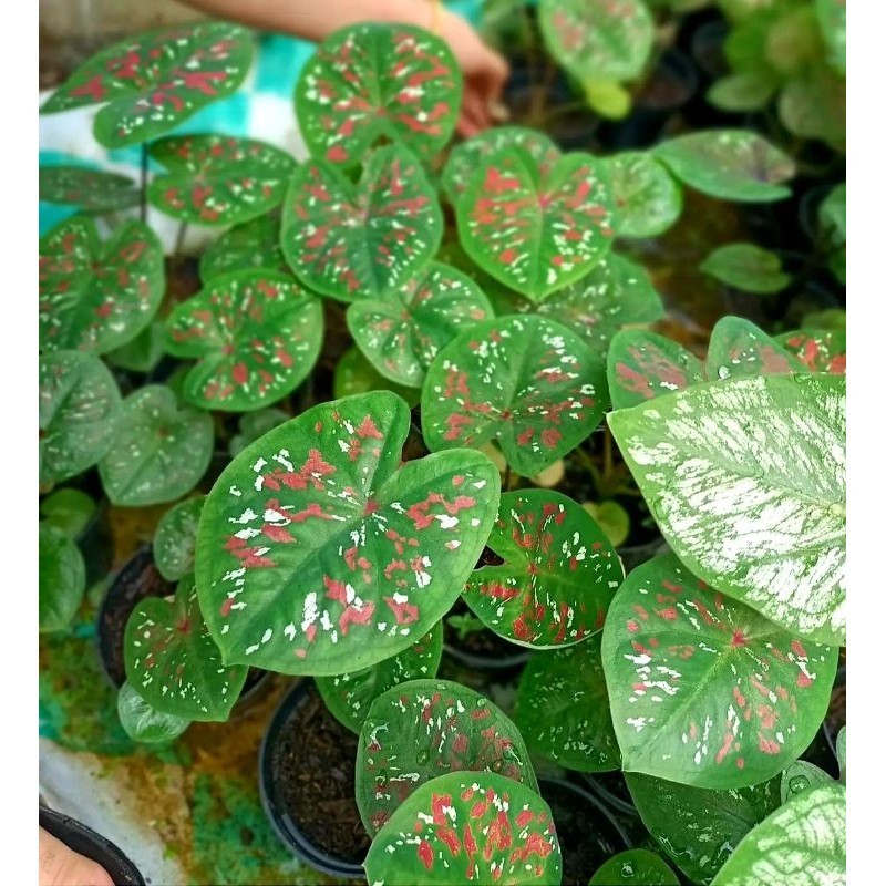 Tanaman Hias Keladi Green Monsawan Bunga Hias Keladi Caladium Anakan Keladi Murah BUKAN BONGGOL Tana