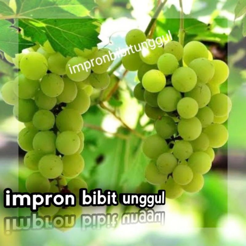 Bibit anggur hijau manis tanpa biji