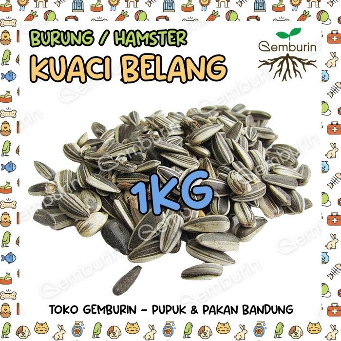 Biji Kuaci Belang Kwaci REPACK Curah Pakan Burung Pemakan Biji Lovebird Kenari Paruh Bengkok Parrot 