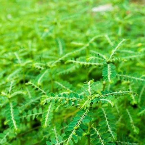 

SERBUK BUBUK MENIRAN ISI 1 KG ORGANIK RO54