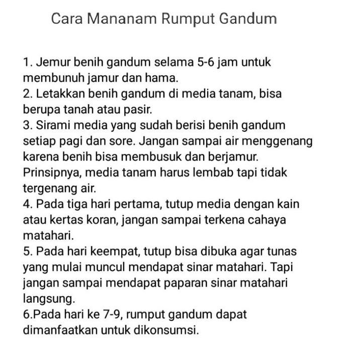 BN 5 KILOGRAM BENIH GANDUM PUTIH - BENIH RUMPUT GANDUM - BENIH RUMPUT KUCING TERLARIS